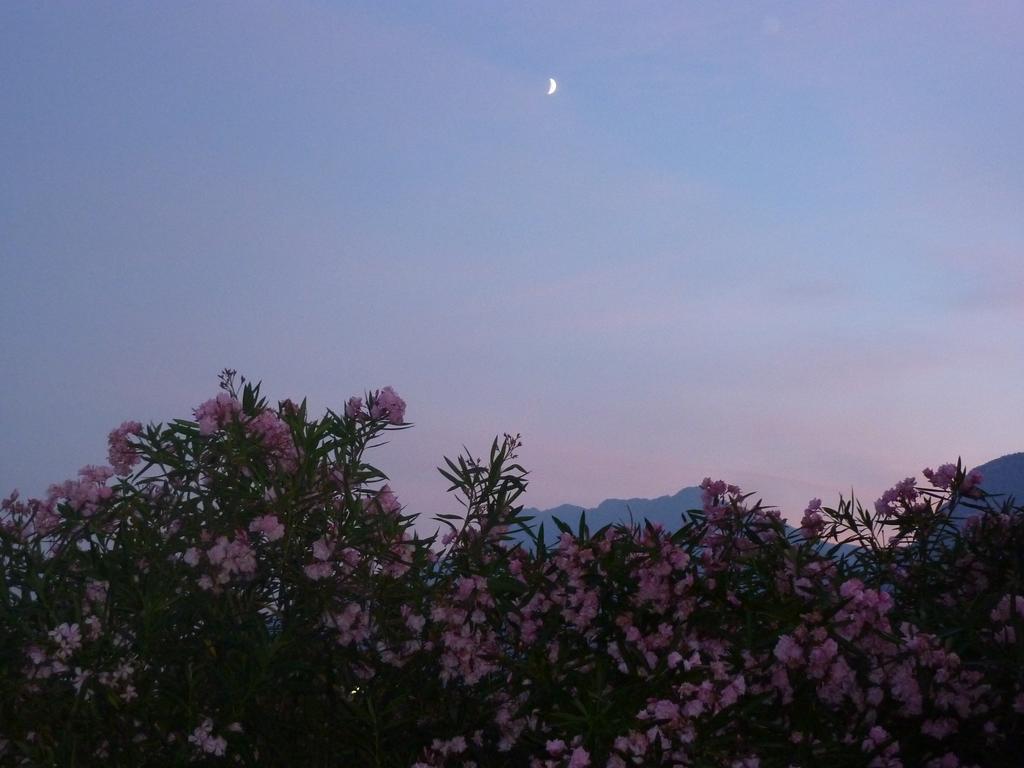 Al Rustico Otel Torbole Sul Garda Dış mekan fotoğraf